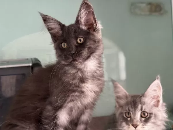 Show Kalite Aşılı Pasaportlu Maine Coon Yavrularımız