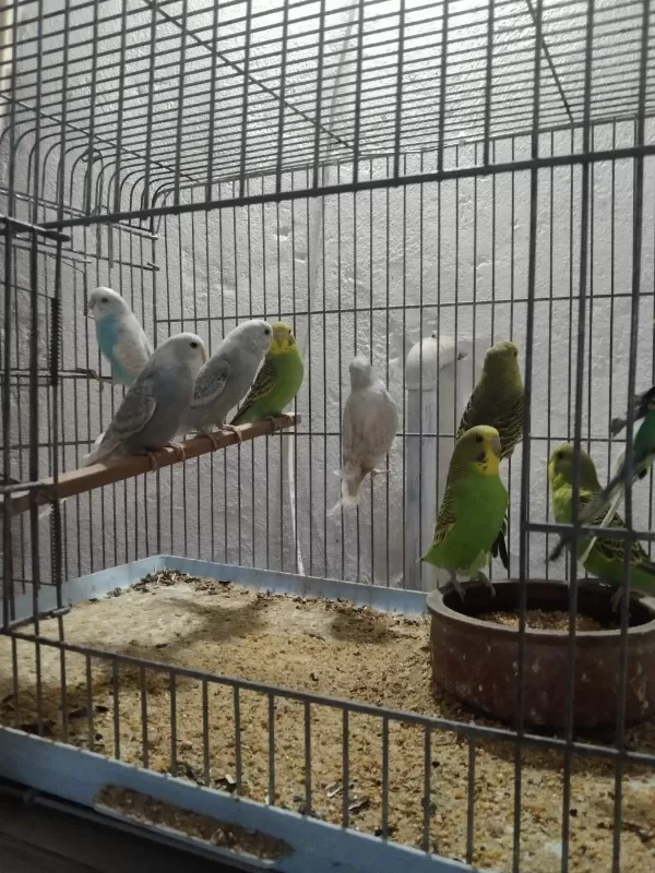 Her Renk Her Tür Muhabbet Kuşu Vardır