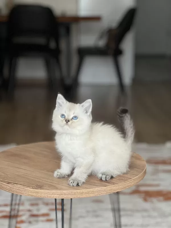 Evinizin Neşesi Mavi Göz British Shorthair Bebek