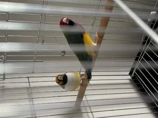 Gouldian Finch Genç Takım