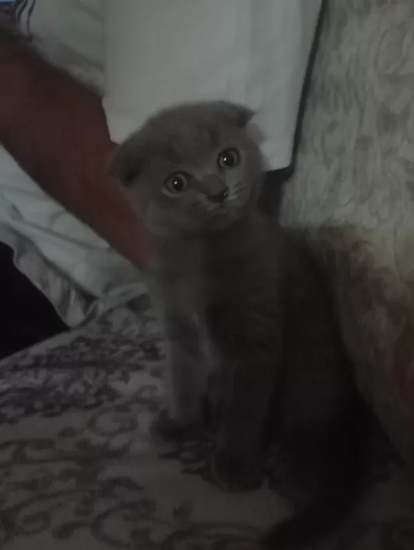 Scottish Fold Kedimiz