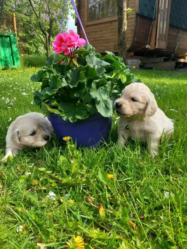 Golden Retriever Yavrular İstenirse Kapınıza Teslim