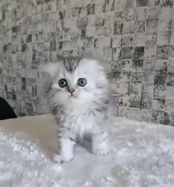 British Longhair Dişi Erkek Bebeklerimiz