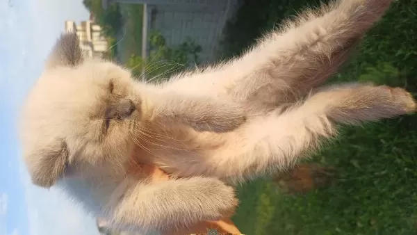 7 Nisan Doğumlu 2 Erkek British Shorthair
