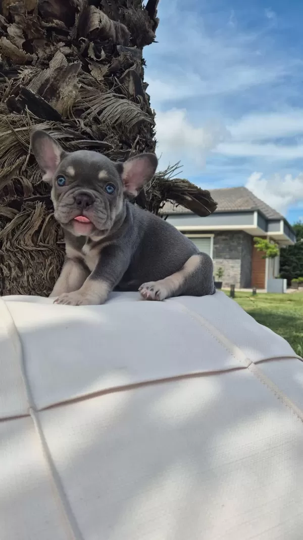 2 Renkli French Bulldog Yavruları Çiftlikten