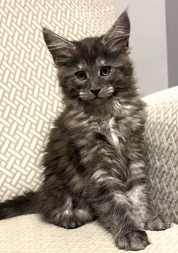 Wcf Üyesi Grand Design Catteryden Black Smoke Maine Coon