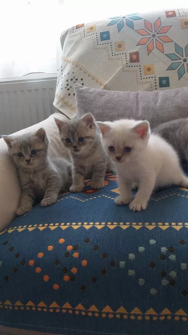 Muhteşem Güzellikte Bebek Kediler