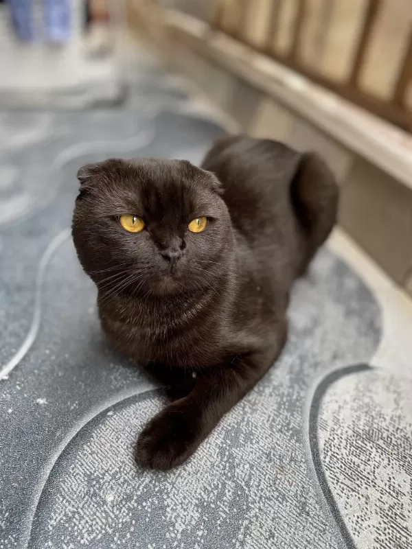 Scottish Fold Kedimizi Sahiplendirme