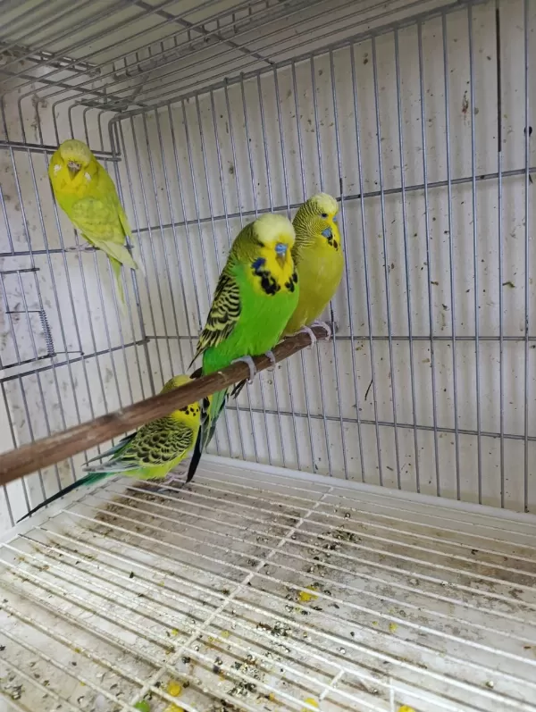 Jumbo Muhabbet Kuşları 2 Çift