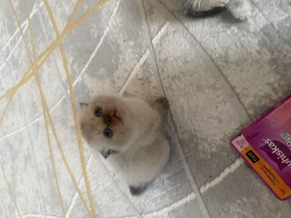 Scottish Fold 2 Aylık