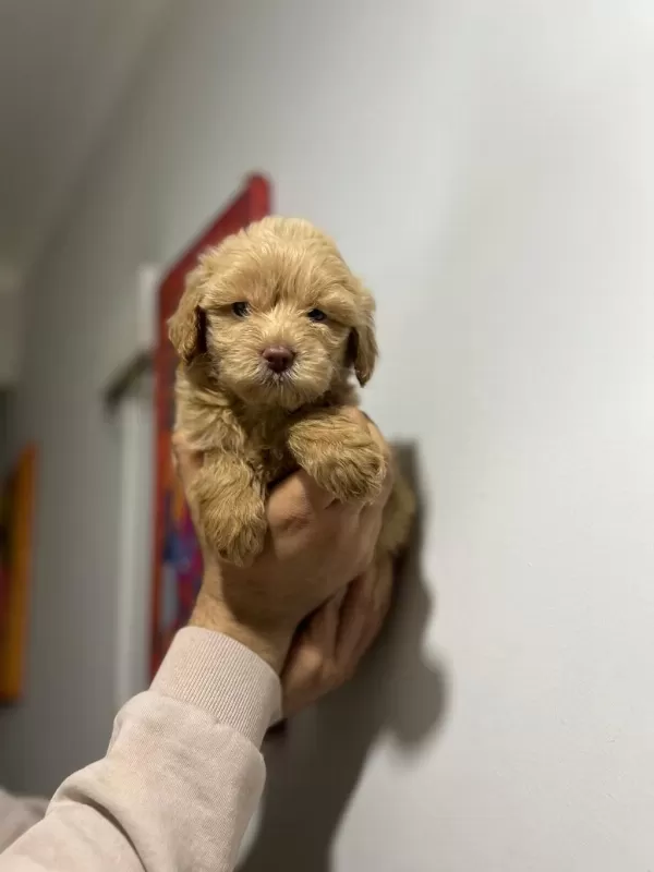 Maltipoo Adrese Teslim, Kapıda Ödeme Yapabilirsiniz