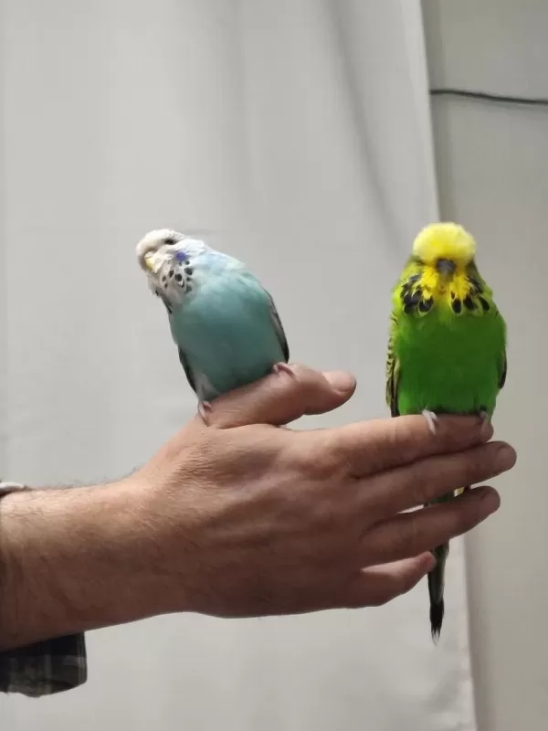 Bir Çift Show Jumbo Kuşum Var Ben Gibi Bakımlı