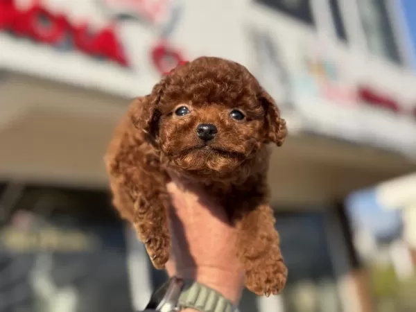 Çok Özel Tiny Kore Poodle Yavrularımız Ziyarete Açık