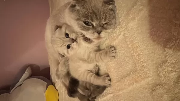 Scottish Fold Kedisi