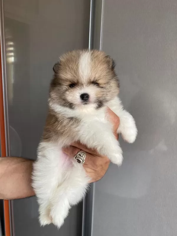 Pomeranian Boo Köpeğimiz
