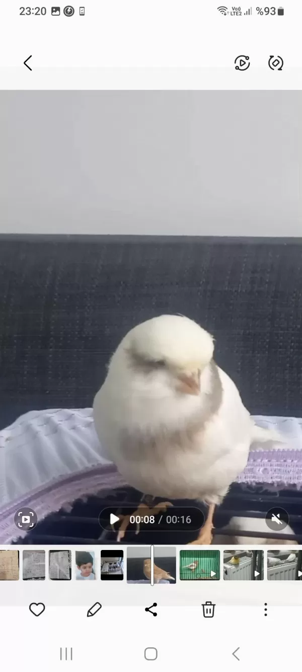 Sağlıklı Gloster Kanaryamız