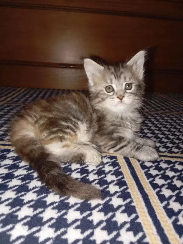 Rus Kanı Maine Coon Yavrular