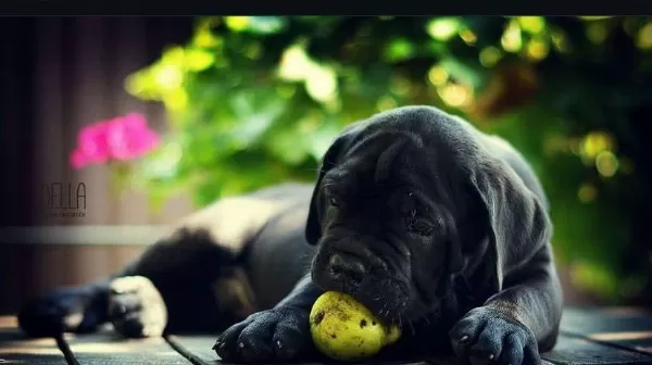 Asil Cane Corso Yavrular