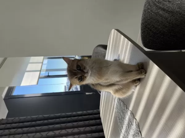 British Shorthair Ücretsiz Sahiplendirilecektir