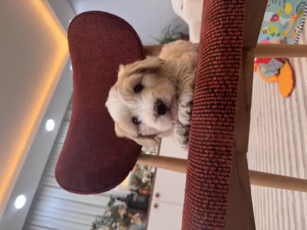 Harika Maltipoo Yavrum