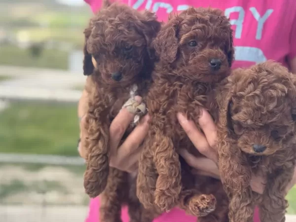 Ankaranın En Seçkin Toy Poodle Yavruları