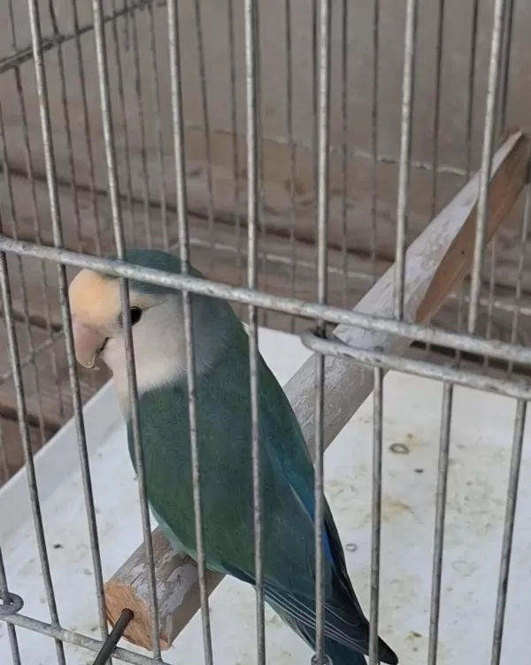 Sevda Papağanı Erkek
