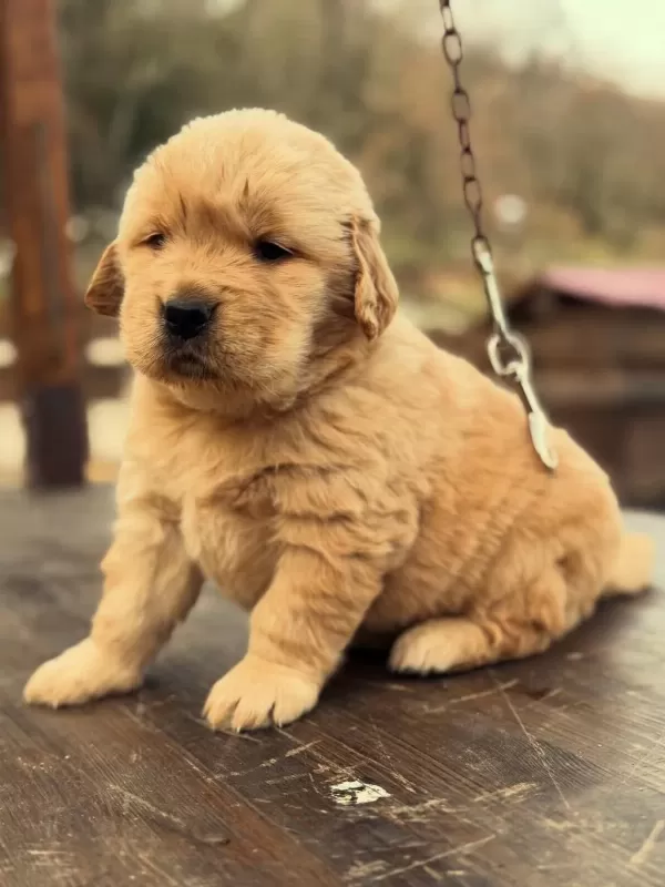 Golden Retriever Yavrulari
