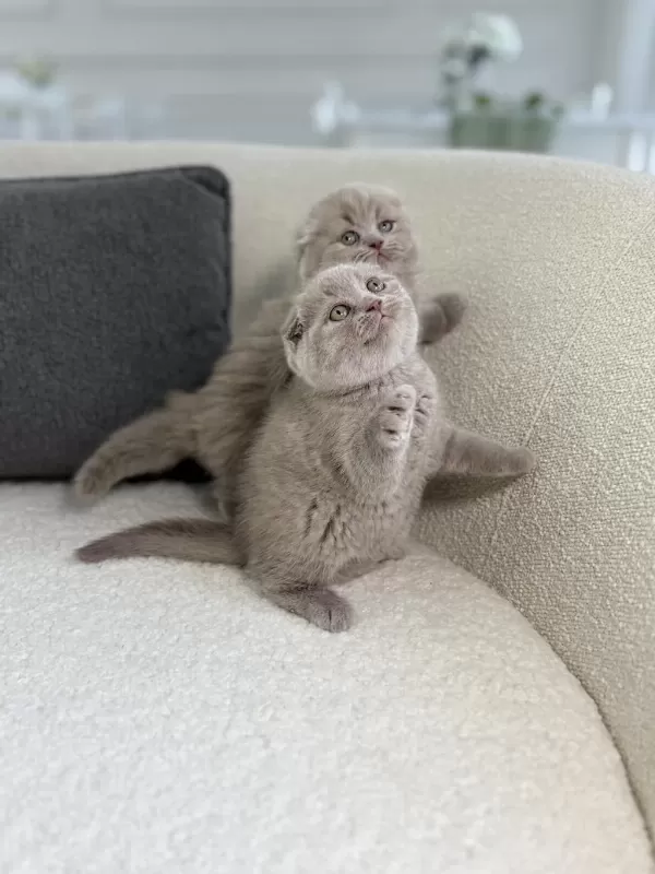 Show Class Scottish Fold Prensesler