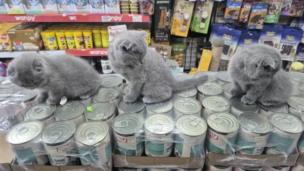 Dünya Tatlısı Çok Çok Özel Scottish Fold Bebekler