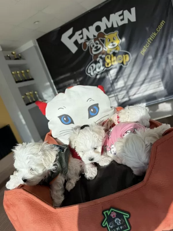 Türkiyenin En Güzel Maltipoo Yavruları Renk Renk Ankara