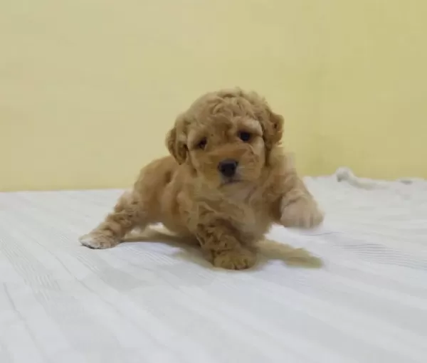 İrk Garantili Maltipoo Yavrulari