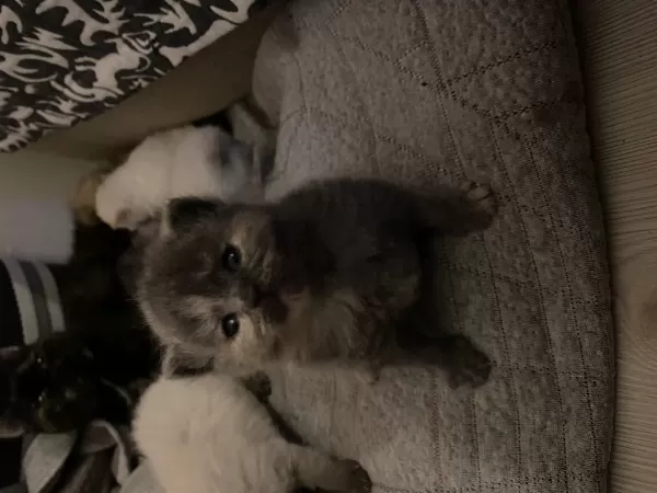 Kendi Kedimin Bebekleri Rezerve İçin Açık