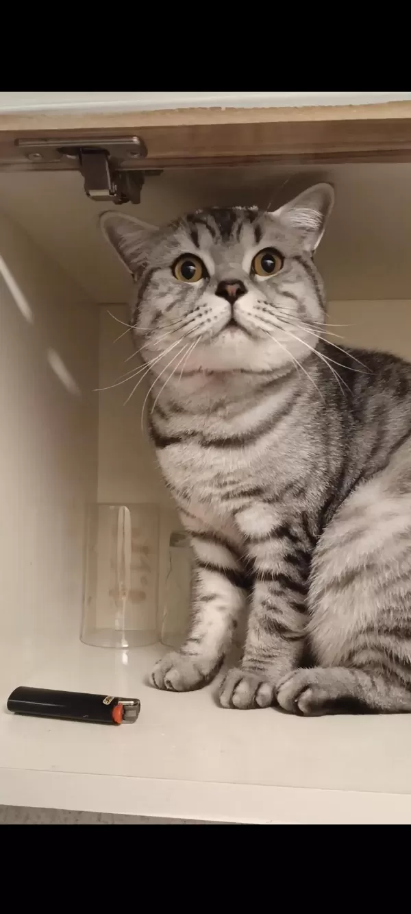 1,5 Yaşında Erkek Silver Tabby British Shorthair