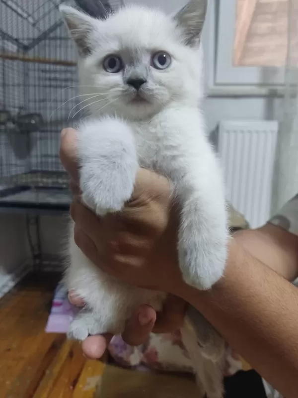 50 Günlük British Shorthair Bebisler