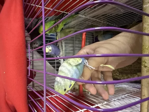 Ele Alişik Bebek Yeni Yeme Düşmüş Muhabbetler