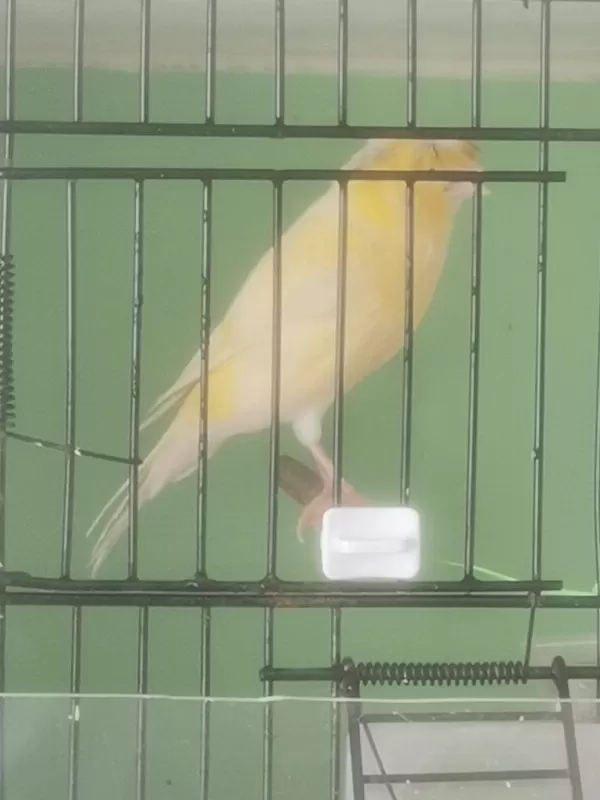 Erkek Bangir Bangir Oter Durumda Lanksair Tepeli Kanarya