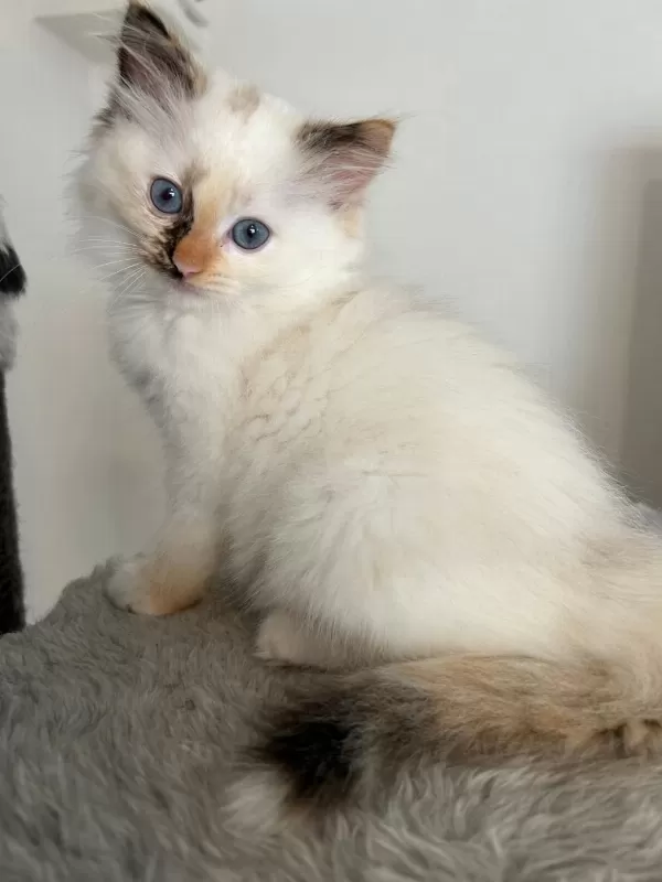 Safkan Ragdoll Yavruları Soyu Şampiyonlara Dayanıyor