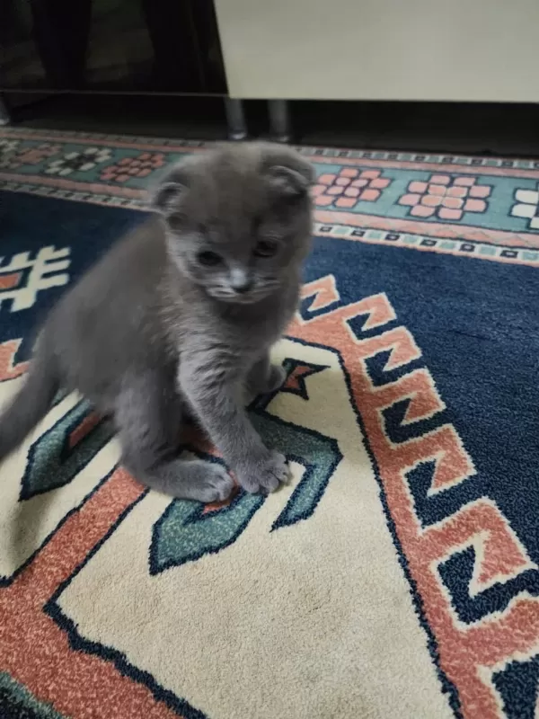 Scottish Fold Kedimiz