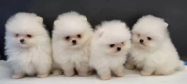 Pomeranian Boo Yavrular İçin Ulaşin