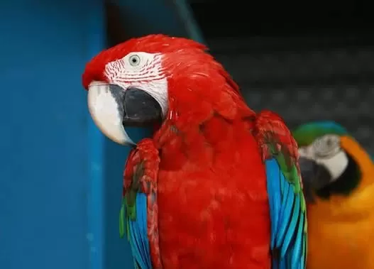 Ara Macaw Kırmızı Papağanımız
