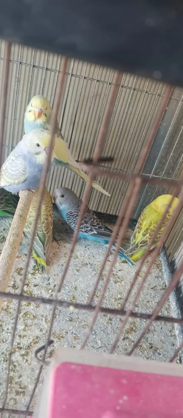 Yeni Yeme İnmiş Bebek Muhabbetler