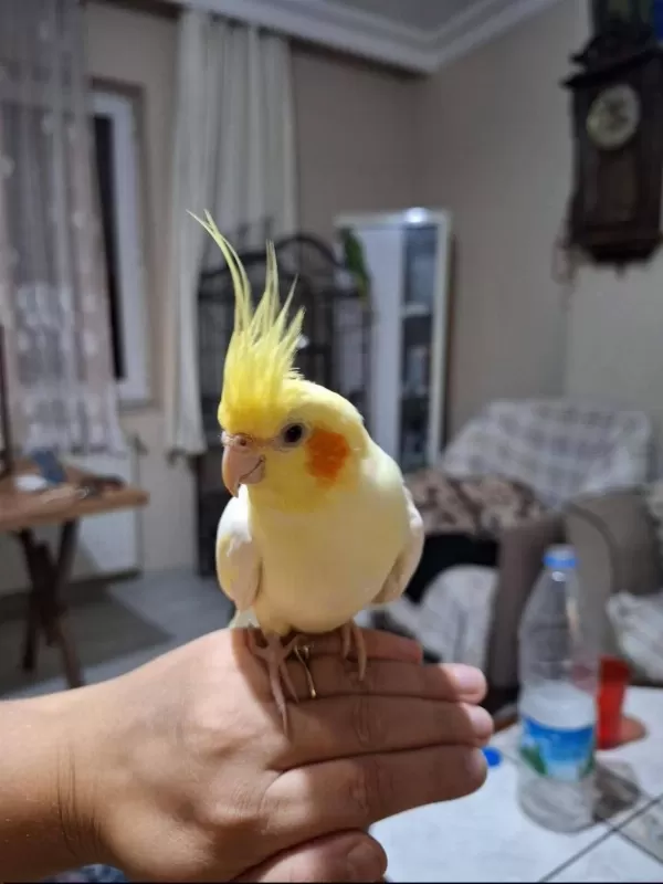 Acil Satılık Sultan Papağanı