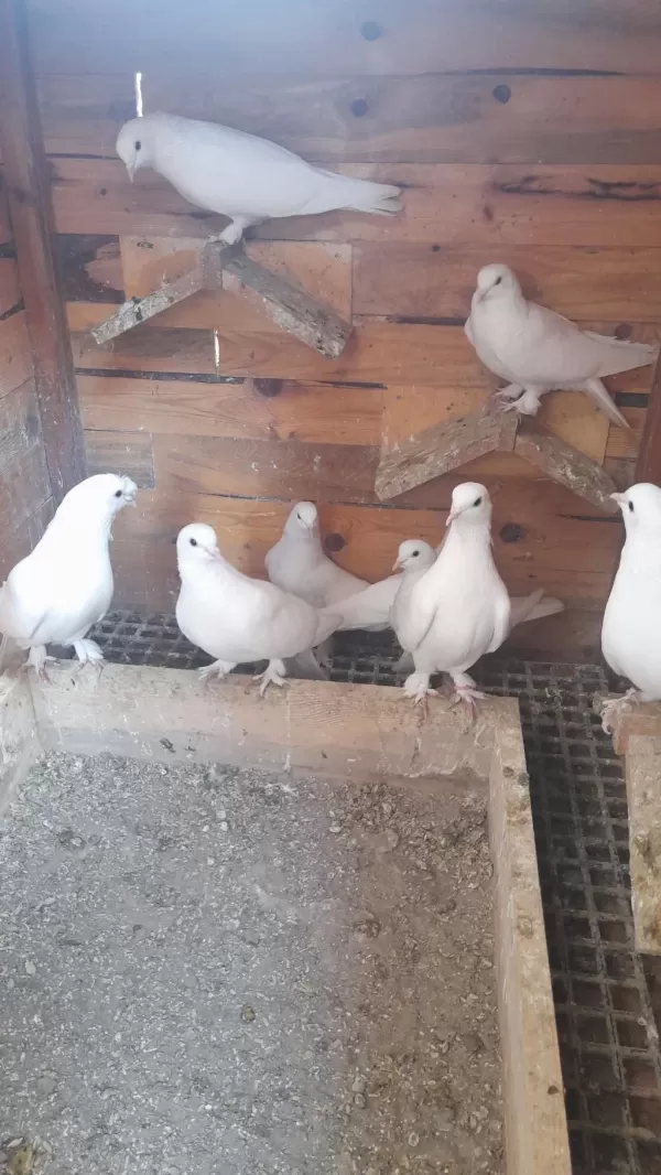 Bir Kümes Beyaz Güvercinler 81 İle Gönderim Olur