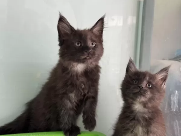 Son Dişi Aşılı Karneli Maine Coon Yavrularımız