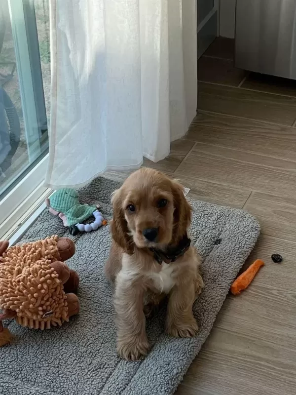 Minik Eğitimli Prenses Köpeğimiz