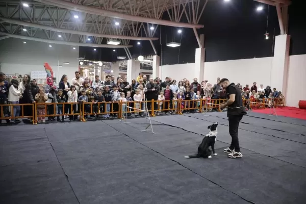 Frizbi Dereceli Anneden Ve Babadan Border Collie Yavrular