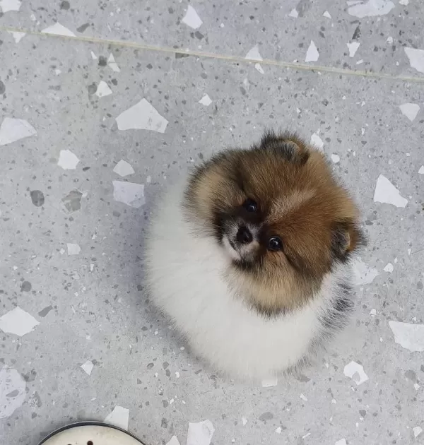 Üst Kaliteli Garantili Pomeranian Boo Dişi