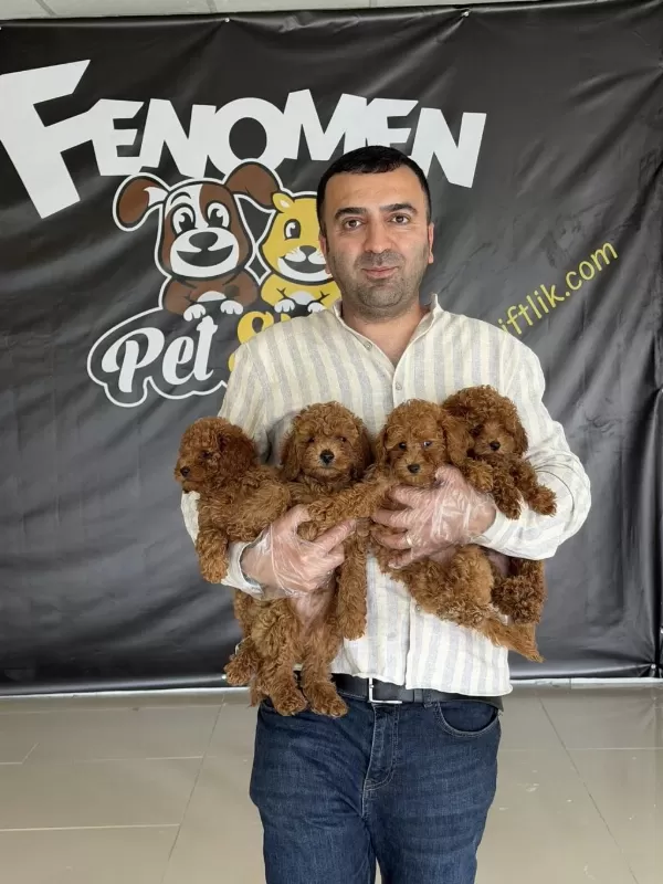 En Güzel Toy Poodle Yavrular Ankara Mağazamizda Görün