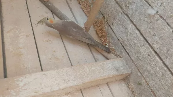 Yeni Sultan Papağanı Yavrular Yeme Düşecekler Bu Hafta