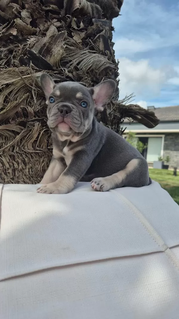 Blue Eye French Bulldog Çiftlikten